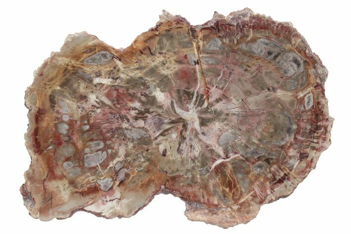 Polished Petrified Wood (Araucaria) Round - Arizona #235679